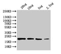 Western Blot
Positive WB detected in: recombinant protein
All lanes:ihfA Antibody at 1:1000
Secondary
Goat polyclonal to rabbit IgG at 1/50000 dilution
Predicted band size: 18kDa
Observed band size: 22 kDa