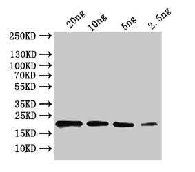 Western Blot
Positive WB detected in: recombinant protein
All lanes:ihfA Antibody at 1:1000
Secondary
Goat polyclonal to rabbit IgG at 1/50000 dilution
Predicted band size: 18kDa
Observed band size: 22 kDa