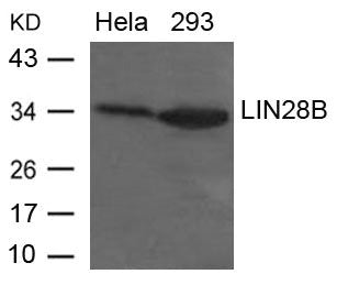 Western blot analysis of extracts from Hela and 293 cells using LIN28B Antibody.