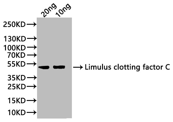 Western Blot
Positive WB detected in: recombinant protein
All lanes:Limulus clotting factor C Antibody at 1:1000
Secondary
Goat polyclonal to rabbit IgG at 1/20000 dilution
Predicted band size: 43 kDa
Observed band size: 43 kDa