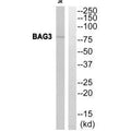 Western blot analysis of extracts from 293 cells, using BAG3 antibody.