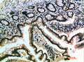 Immunohistochemical analysis of paraffin-embedded human-small-intestine, antibody was diluted at 1:200