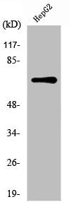 Western Blot analysis of HepG2 cells using Ku-70 Polyclonal Antibody