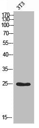 Western blot analysis of 3T3 using Mob3A/B antibody.. Secondary antibody  was diluted at 1:20000