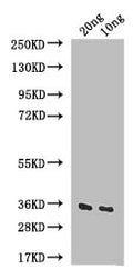 Western Blot
Positive WB detected in: recombinant protein
All lanes: IAA6 Antibody at 1:1000
Secondary
Goat polyclonal to rabbit IgG at 1/50000 dilution
Predicted band size: 36 kDa
Observed band size: 36 kDa