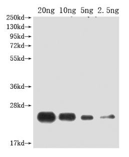Western Blot
Positive WB detected in Recombinant protein
All lanes: PDF2.2 antibody at 1:2000
Secondary
Goat polyclonal to rabbit IgG at 1/50000 dilution
Predicted band size: 20.6 kDa
Observed band size: 20.6 kDa