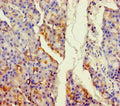 Immunohistochemistry of paraffin-embedded human pancreatic tissue using CSB-PA659640LA01HU at dilution of 1:100