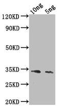 Western Blot
Positive WB detected in Recombinant protein
All lanes: Ang4 antibody at 1:2000
Secondary
Goat polyclonal to rabbit IgG at 1/50000 dilution
Predicted band size: 31.4 kDa
Observed band size: 33 kDa