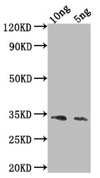 Western Blot
Positive WB detected in Recombinant protein
All lanes: Ang4 antibody at 1:2000
Secondary
Goat polyclonal to rabbit IgG at 1/50000 dilution
Predicted band size: 31.4 kDa
Observed band size: 33 kDa