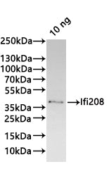 Western Blot
Positive WB detected in: recombinant protein
All lanes:Ifi208 Antibody at 1:1000
Secondary
Goat polyclonal to rabbit IgG at 1/20000 dilution
Predicted band size: 35 kDa
Observed band size: 35 kDa