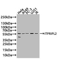 Western Blot
Positive WB detected in: Hela whole cell lysate(20µg), A549 whole cell lysate(20µg), PC-3 whole cell lysate(20µg), U251 whole cell lysate(20µg), JK whole cell lysate(20µg)
All lanes: ITPRIPL2 antibody at 1:1000
Secondary
Goat polyclonal to rabbit IgG at 1/20000 dilution
Predicted band size: 59 kDa
Observed band size: 59 kDa
Exposure time: 10s