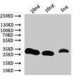 Western Blot
Positive WB detected in: recombinant protein
All lanes:Non-specific lipid-transfer Antibody at 1:1000
Secondary
Goat polyclonal to rabbit IgG at 1/50000 dilution
Predicted band size: 24.6 kDa
Observed band size: 28 kDa