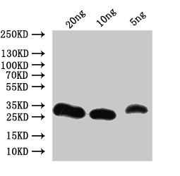 Western Blot
Positive WB detected in: recombinant protein
All lanes:Non-specific lipid-transfer Antibody at 1:1000
Secondary
Goat polyclonal to rabbit IgG at 1/50000 dilution
Predicted band size: 24.6 kDa
Observed band size: 28 kDa