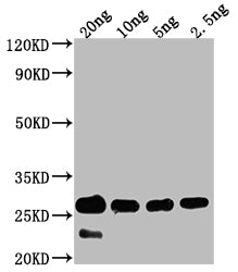 Western Blot
Positive WB detected in Recombinant protein
All lanes: cry1Bb antibody at 1:2000
Secondary
Goat polyclonal to rabbit IgG at 1/50000 dilution
Predicted band size: 56.7 kDa
Observed band size: 27 kDa