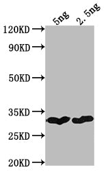Western Blot
Positive WB detected in Recombinant protein
All lanes: cry1Bb antibody at 1:2000
Secondary
Goat polyclonal to rabbit IgG at 1/50000 dilution
Predicted band size: 25.7 kDa
Observed band size: 29 kDa