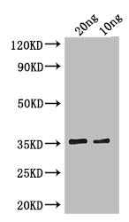 Western Blot
Positive WB detected in: recombinant protein
All lanes: cry1Ia Antibody at 1:1000
Secondary
Goat polyclonal to rabbit IgG at 1/50000 dilution
Predicted band size: 35 kDa
Observed band size: 35 kDa