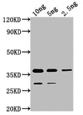 Western Blot
Positive WB detected in Recombinant protein
All lanes: cry1Ia antibody at 1:2000
Secondary
Goat polyclonal to rabbit IgG at 1/50000 dilution
Predicted band size: 36.2 kDa
Observed band size: 37 kDa