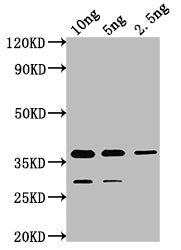 Western Blot
Positive WB detected in Recombinant protein
All lanes: cry1Ia antibody at 1:2000
Secondary
Goat polyclonal to rabbit IgG at 1/50000 dilution
Predicted band size: 36.2 kDa
Observed band size: 37 kDa