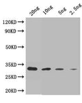 Western Blot
Positive WB detected in: recombinant protein
All lanes: Trypsin/alpha-amylase inhibitor CMX2 Antibody at 1:1000
Secondary
Goat polyclonal to rabbit IgG at 1/50000 dilution
Predicted band size: 33 kDa
Observed band size: 33 kDa
