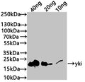 Western Blot
Positive WB detected in: recombinant protein
All lanes: yki Antibody at 1:1000
Secondary
Goat polyclonal to rabbit IgG at 1/50000 dilution
Predicted band size: 19 kDa
Observed band size: 20 kDa