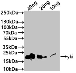 Western Blot
Positive WB detected in: recombinant protein
All lanes: yki Antibody at 1:1000
Secondary
Goat polyclonal to rabbit IgG at 1/50000 dilution
Predicted band size: 19 kDa
Observed band size: 20 kDa