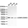 Western Blot
Positive WB detected in: recombinant protein
All lanes:Trypsin/alpha-amylase inhibitor CMX1/CMX3 Antibody at 1:1000
Secondary
Goat polyclonal to rabbit IgG at 1/20000 dilution
Predicted band size: 27.5 kDa
Observed band size: 33 kDa