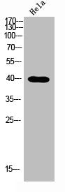 Western blot analysis of Hela lysis using NODAL antibody.. Secondary antibody  was diluted at 1:20000