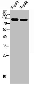 Western Blot analysis of hepg2 cells using Antibody diluted at 1000. Secondary antibody  was diluted at 1:20000