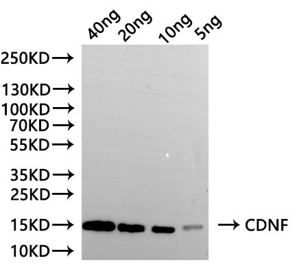 Western Blot
Positive WB detected in: recombinant protein
All lanes:CDNF Antibody at 1:1000
Secondary
Goat polyclonal to rabbit IgG at 1/20000 dilution
Predicted band size: 12.5 kDa
Observed band size: 15 kDa
