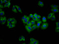 Immunofluorescence staining of HepG2 cells with CSB-PA679761LA01HU at 1:100, counter-stained with DAPI. The cells were fixed in 4% formaldehyde, permeabilized using 0.2% Triton X-100 and blocked in 10% normal Goat Serum. The cells were then incubated with the antibody overnight at 4&deg;C. The secondary antibody was Alexa Fluor 488-congugated AffiniPure Goat Anti-Rabbit IgG(H+L).