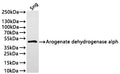 Western Blot
Positive WB detected in: recombinant protein
All lanes:Arogenate dehydrogenase alpha Antibody at 1:1000
Secondary
Goat polyclonal to rabbit IgG at 1/20000 dilution
Predicted band size: 39.3 kDa
Observed band size: 40 kDa