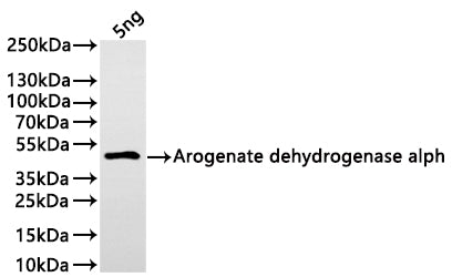 Western Blot
Positive WB detected in: recombinant protein
All lanes:Arogenate dehydrogenase alpha Antibody at 1:1000
Secondary
Goat polyclonal to rabbit IgG at 1/20000 dilution
Predicted band size: 39.3 kDa
Observed band size: 40 kDa