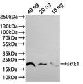 Western Blot
Positive WB detected in: recombinant protein
All lanes:sctE1 Antibody at 1:1000
Secondary
Goat polyclonal to rabbit IgG at 1/20000 dilution
Predicted band size: 17.3 kDa
Observed band size: 18 kDa