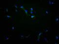 Immunofluorescence staining of NIH/3T3 cells with CSB-PA683366LA01HU at 1:100, counter-stained with DAPI. The cells were fixed in 4% formaldehyde and blocked in 10% normal Goat Serum. The cells were then incubated with the antibody overnight at 4°C. The secondary antibody was Alexa Fluor 488-congugated AffiniPure Goat Anti-Rabbit IgG(H+L).
