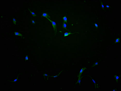 Immunofluorescence staining of NIH/3T3 cells with CSB-PA683366LA01HU at 1:100, counter-stained with DAPI. The cells were fixed in 4% formaldehyde and blocked in 10% normal Goat Serum. The cells were then incubated with the antibody overnight at 4°C. The secondary antibody was Alexa Fluor 488-congugated AffiniPure Goat Anti-Rabbit IgG(H+L).