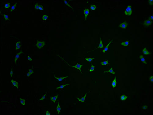 Immunofluorescence staining of SH-SY5Y cells with CSB-PA684467HA01HU-IF at 1:100, counter-stained with DAPI. The cells were fixed in 4% formaldehyde and blocked in 10% normal Goat Serum. The cells were then incubated with the antibody overnight at 4°C. The secondary antibody was Alexa Fluor 488-congugated AffiniPure Goat Anti-Rabbit IgG(H+L).