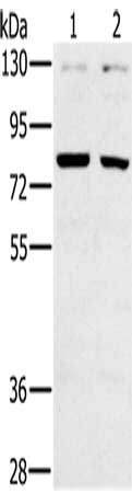 Gel: 6%SDS-PAGE, Lysate: 40 ug, Lane 1-2: A549 cells, PC3 cells, Primary antibody: CSB-PA685145(CD44 Antibody) at dilution 1/500, Secondary antibody: Goat anti rabbit IgG at 1/8000 dilution, Exposure time: 1 minute