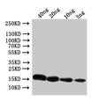 Western Blot
Positive WB detected in: recombinant protein
All lanes:Conotoxin mr3e Antibody at 1:1000
Secondary
Goat polyclonal to rabbit IgG at 1/50000 dilution
Predicted band size: 17 kDa
Observed band size: 17 kDa