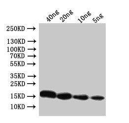 Western Blot
Positive WB detected in: recombinant protein
All lanes:Conotoxin mr3e Antibody at 1:1000
Secondary
Goat polyclonal to rabbit IgG at 1/50000 dilution
Predicted band size: 17 kDa
Observed band size: 17 kDa