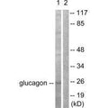 Western blot analysis of extracts from COS7 cells, using Glucagon antibody.