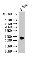 Western Blot
Positive WB detected in: recombinant protein
All lanes:ALD4  Antibody at 1:1000
Secondary
Goat polyclonal to rabbit IgG at 1/50000 dilution
Predicted band size: 31 kDa
Observed band size: 31 kDa