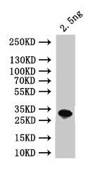 Western Blot
Positive WB detected in: recombinant protein
All lanes:ALD4  Antibody at 1:1000
Secondary
Goat polyclonal to rabbit IgG at 1/50000 dilution
Predicted band size: 31 kDa
Observed band size: 31 kDa