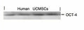 Western blot analysis of extracts from human Umbilical cord mesenchymal stem cell using OCT-4 Antibody.