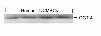 Western blot analysis of extracts from human Umbilical cord mesenchymal stem cell using OCT-4 Antibody.