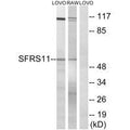 Western blot analysis of extracts from LOVO cells and RAW264.7 cells, using SFRS11 antibody.