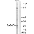 Western blot analysis of extracts from COLO cells, using RAB6C antibody.