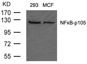Western blot analysis of extracts from 293 and MCF cells using NFkB-p105(Ab-907) Antibody.