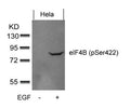 Western blot analysis of extracts from Hela cells untreated or treated with EGF using eIF4B(phospho-Ser422) Antibody.