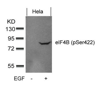 Western blot analysis of extracts from Hela cells untreated or treated with EGF using eIF4B(phospho-Ser422) Antibody.
