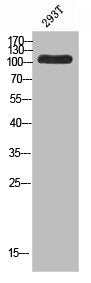 Western blot analysis of 293T using Topo IIIα antibody. Antibody was diluted at 1:500. Secondary antibody  was diluted at 1:20000